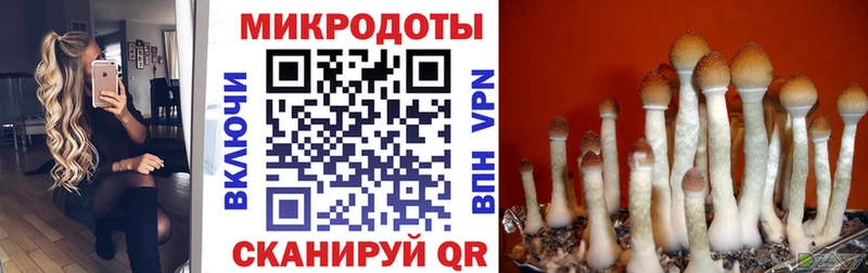 Псилоцибиновые грибы Cubensis  Никольское 